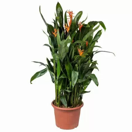 Геликония Кюрасао