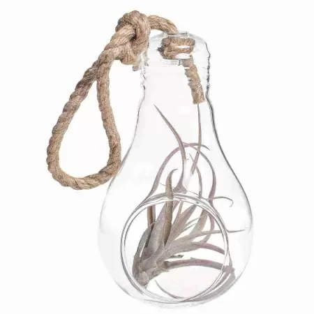 Тилландсия атмосферная Гарденера