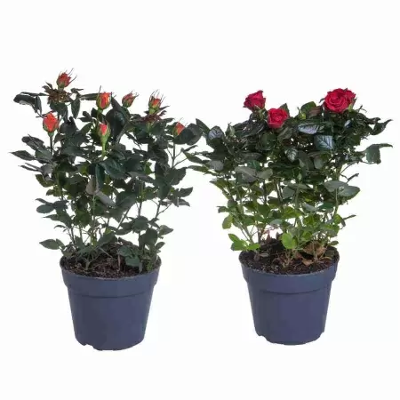 Роза Палас микс Роза Палас микс