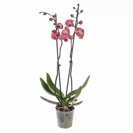 Фаленопсис Октобер Форест