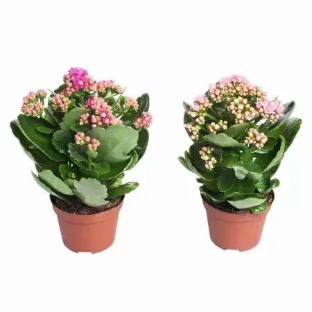 Каланхоэ каландива микс