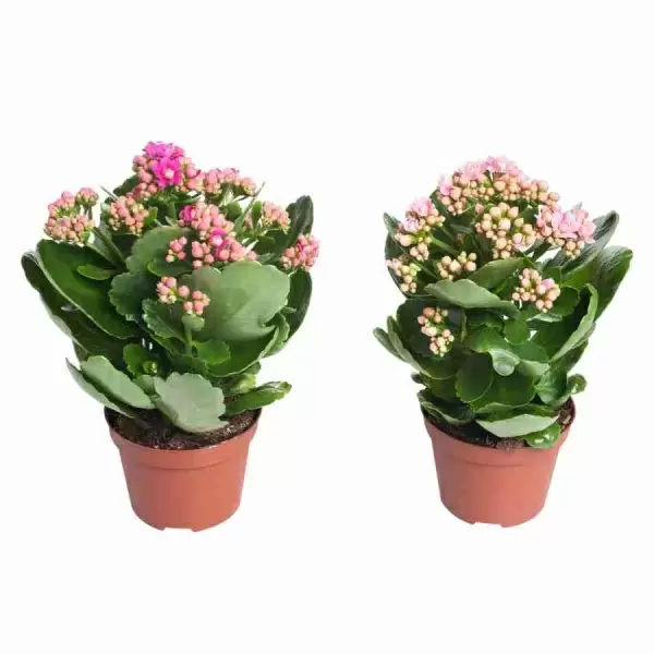 Каланхоэ каландива микс