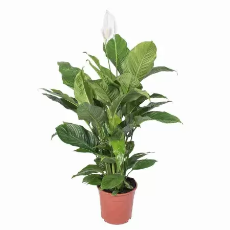 Спатифиллум Свит Бенито