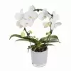 Фаленопсис Белый каскад 1 ст