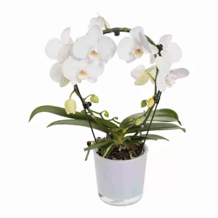 Фаленопсис Белый каскад 1 ст