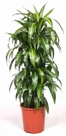 Драцена фрагранс Гавайская разветвленная