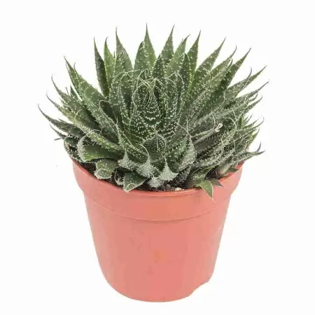 Алоэ Вариегата