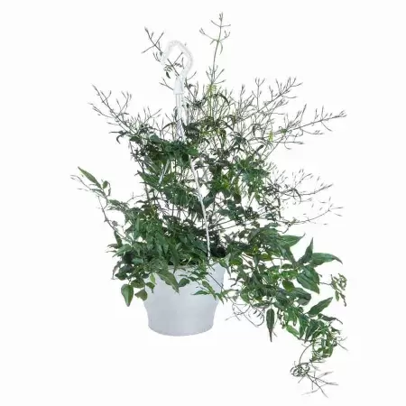 Жасмин многоцветковый ампельный