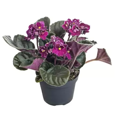 Фиалка Ананда