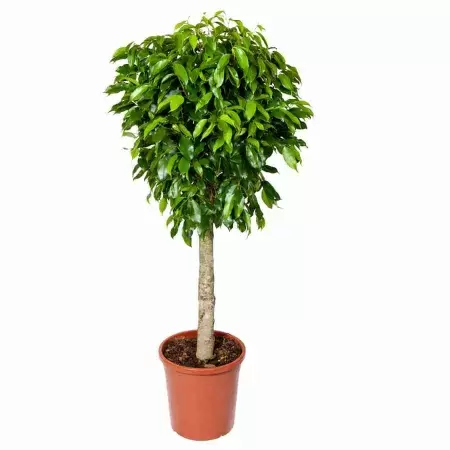 Фикус бенджамина Колумнар штамбовый
