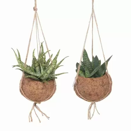 Алоэ и Гастерия ампельные