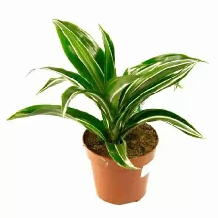 Драцена фрагранс Канзи