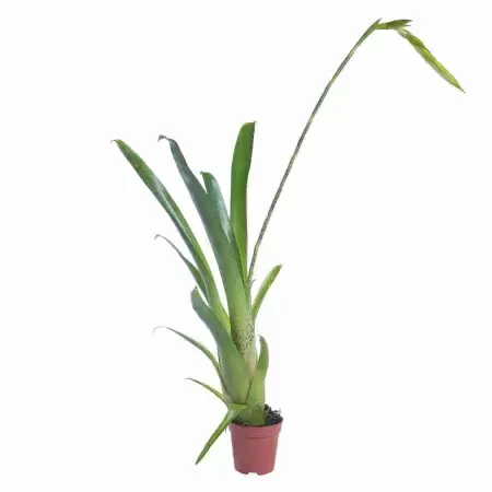 Тилландсия Деира