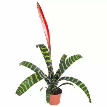 Вриезия Спленриет