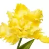 Тюльпан вывернутый искусственный
