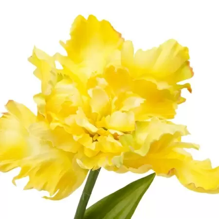 Тюльпан вывернутый искусственный