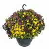Хризантема шар карнавал ампельная