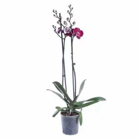 Фаленопсис Бомбей 2 ствола Фаленопсис Бомбей 2 ствола