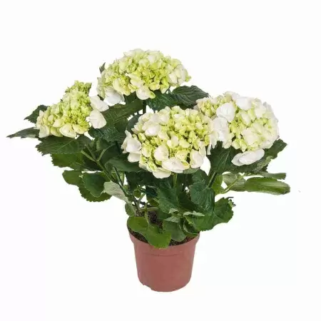 Гортензия Вуду 