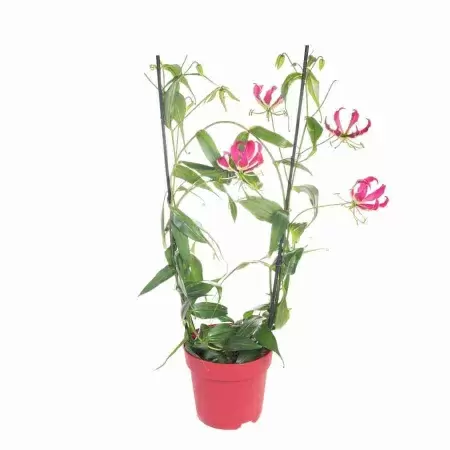 Глориоза розовая 