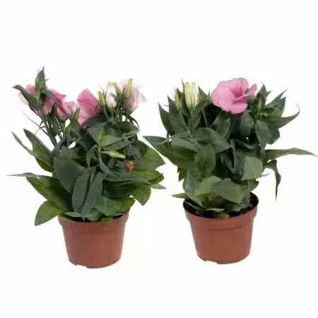 Эустома FloridaPink 