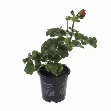 Пеларгония зональная Найт Скарлет