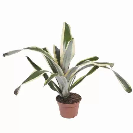 Эхмея Фелис