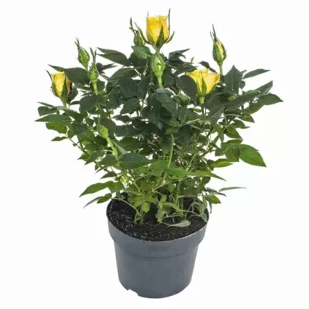 Роза кордана Жёлтая Аполло