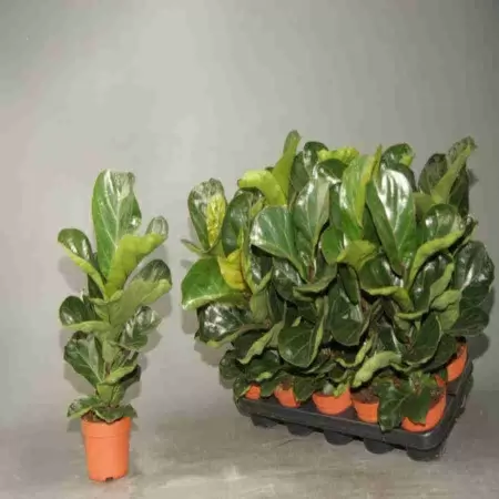 Фикус лировидный (лирата) Бамбино