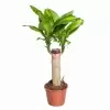 Драцена фрагранс Массанжеана 1 ст