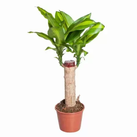 Драцена фрагранс Массанжеана 1 ст