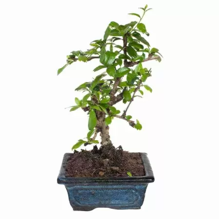 Бонсай фикус циатистипула