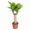 Драцена фрагранс Массанжеана 1 ст