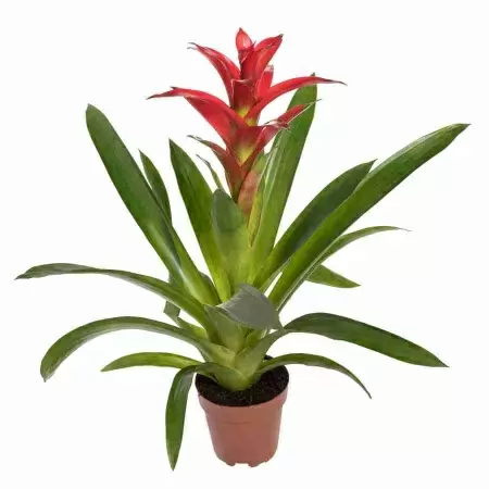 Гузмания Калипсо