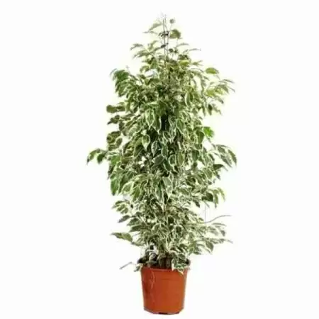 Гузмания Тереза