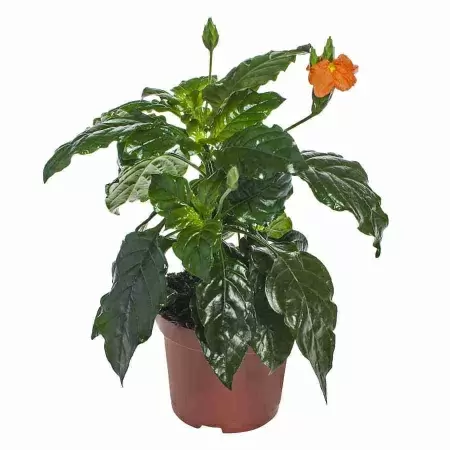 Кроссандра Фортуна