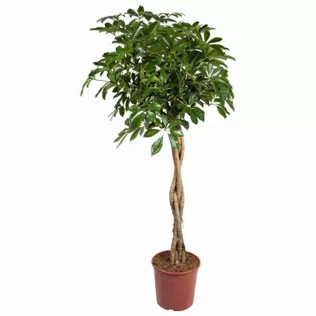 Шеффлера Компакта переплетеная