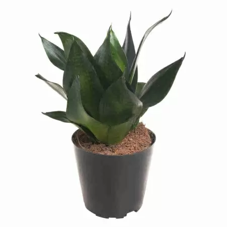 Сансевиерия Блэк Драгон