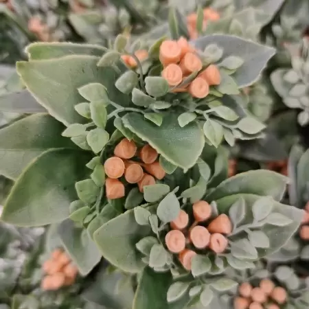 Гиперкиум искусственный