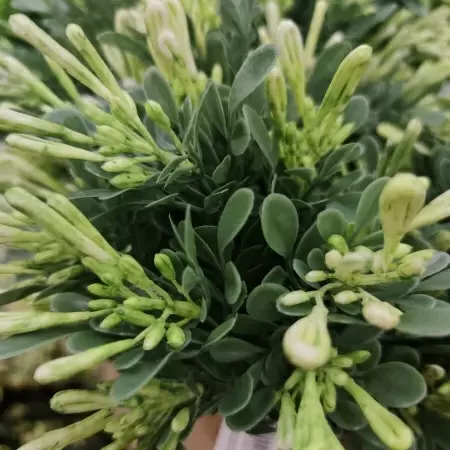 Барбарис искусственный