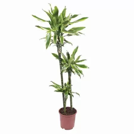 Драцена фрагранс Артуро 3 ст