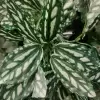 Фиттония ампельная искусственная Фиттония ампельная искусственная