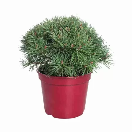 Сосна горная мини Мопс