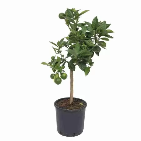 Цитрус Сатсума