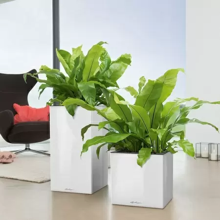 Кашпо Lechuza Canto Column Кашпо Lechuza Canto Column