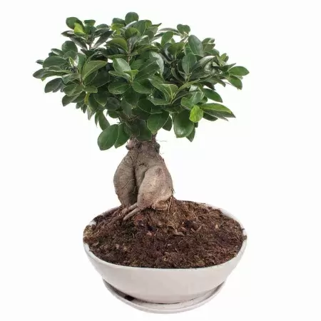 Бонсай фикус микрокарпа Моклейм