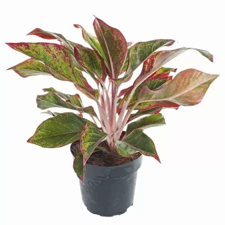 Аглаонема Люкс