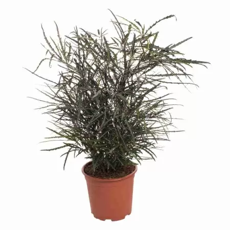 Дизиготека Элегантиссима Дизиготека Элегантиссима