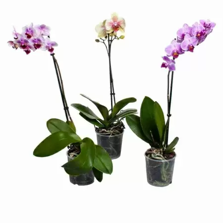 Фаленопсис 1 ствол