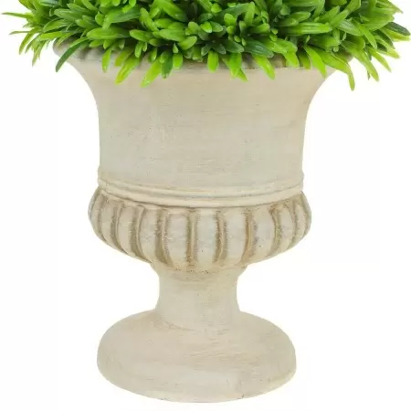 Самшит в кашпо